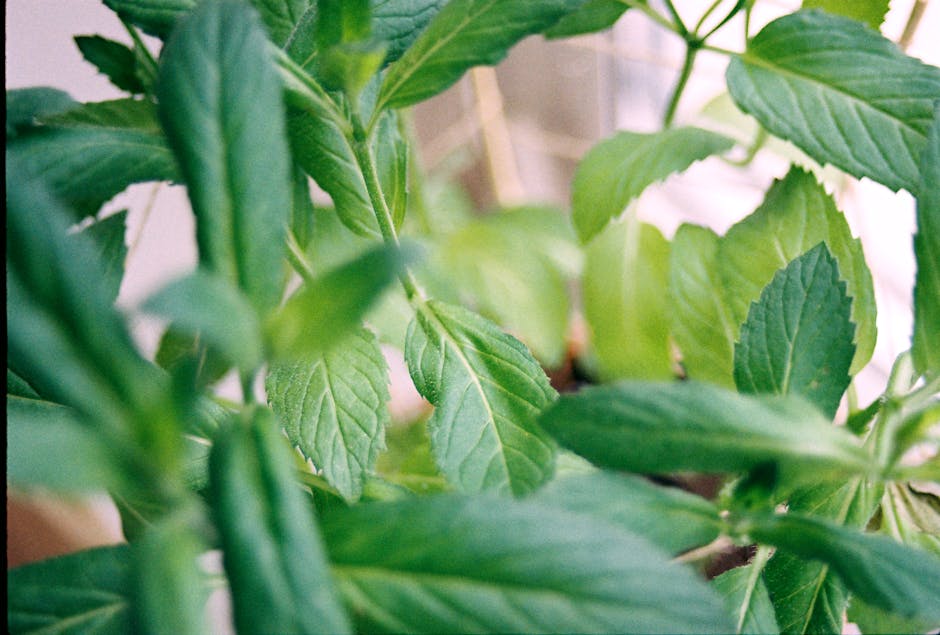 Brins de menthe verte fraîchement coupée du jardin
