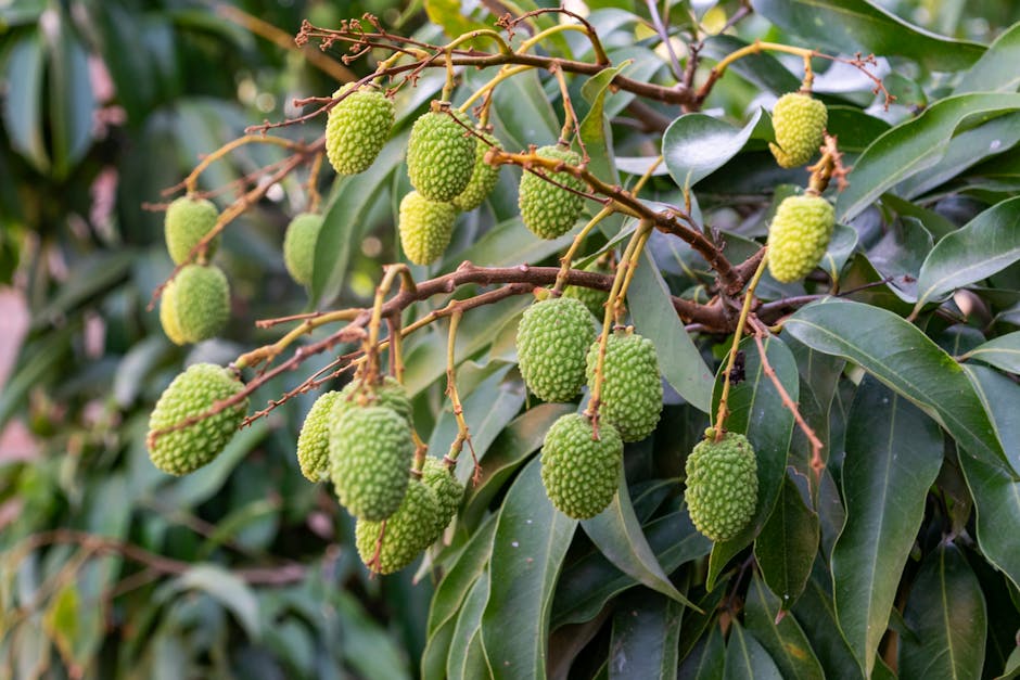 Lychee et longane comparés sur une assiette