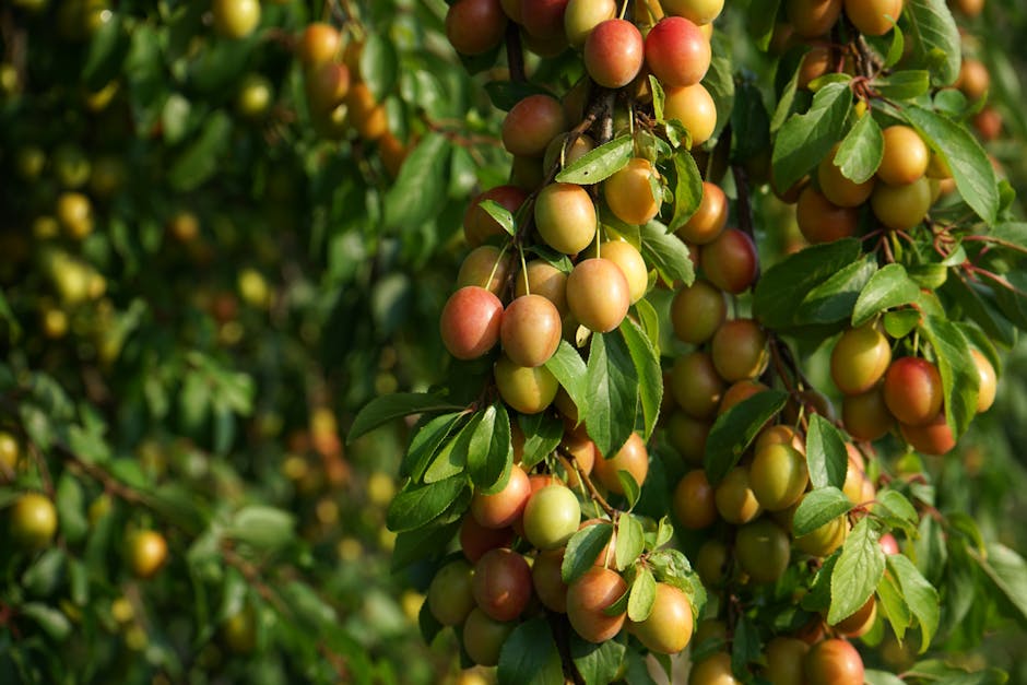 Prunes mûres récolte été